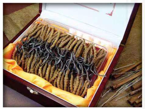 曲阜冬虫夏草回收